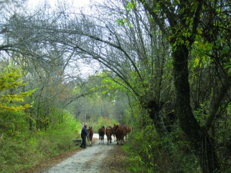 Vaquero en el camino